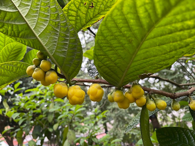 Cây mọc dại thành “nữ hoàng” trà, giá 20 triệu đồng/kg - Hình 13 Cay moc dai thanh “nu hoang” tra, gia 20 trieu dong/kg-Hinh-13