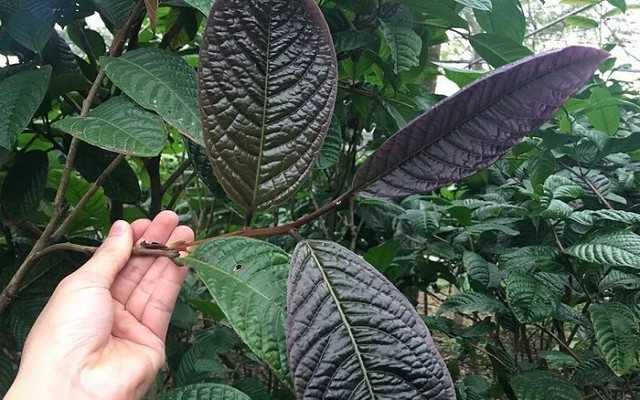 Cây mọc dại thành “nữ hoàng” trà, giá 20 triệu đồng/kg - Hình 9 Cay moc dai thanh “nu hoang” tra, gia 20 trieu dong/kg-Hinh-9