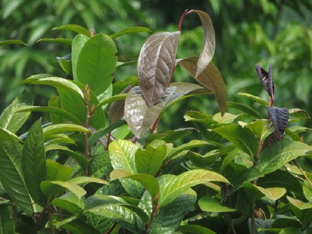 Cây mọc dại thành “nữ hoàng” trà, giá 20 triệu đồng/kg - Hình 6 Cay moc dai thanh “nu hoang” tra, gia 20 trieu dong/kg-Hinh-6