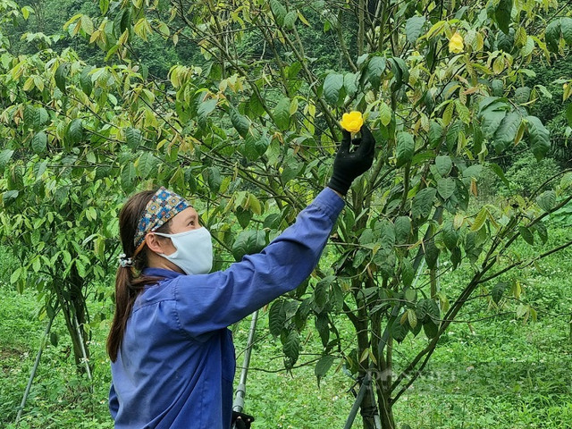 Cây mọc dại thành “nữ hoàng” trà, giá 20 triệu đồng/kg Cay moc dai thanh “nu hoang” tra, gia 20 trieu dong/kg