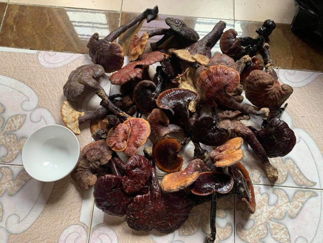 Loại cây được ví lộc trời, ở Việt Nam 6 triệu đồng/kg - Hình 3 Loai cay duoc vi loc troi, o Viet Nam 6 trieu dong/kg-Hinh-3