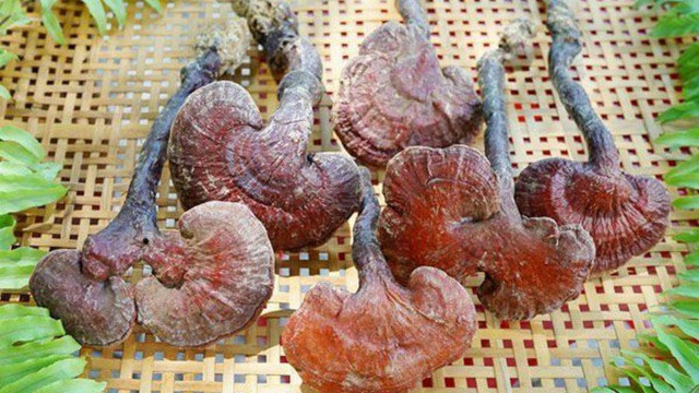 Loại cây được ví lộc trời, ở Việt Nam 6 triệu đồng/kg - Hình 2 Loai cay duoc vi loc troi, o Viet Nam 6 trieu dong/kg-Hinh-2