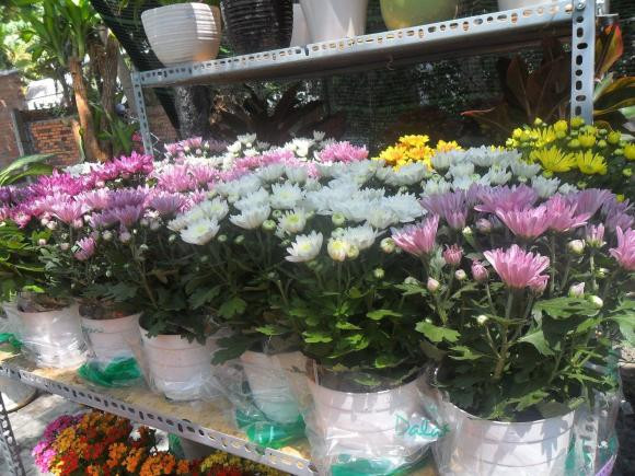 Hoa cúc thường dùng để cúng có nên trồng trước nhà hay không? - Hình 4 Hoa cuc thuong dung de cung co nen trong truoc nha hay khong?-Hinh-4