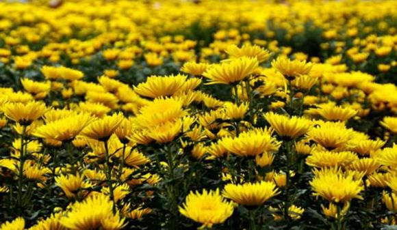 Hoa cúc thường dùng để cúng có nên trồng trước nhà hay không? Hoa cuc thuong dung de cung co nen trong truoc nha hay khong?