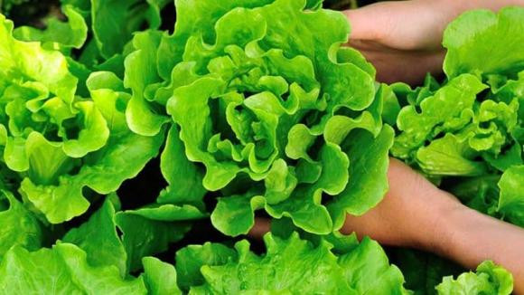 5 loại rau này không bao giờ dùng thuốc trừ sâu! - Hình 2 5 loai rau nay khong bao gio dung thuoc tru sau!-Hinh-2
