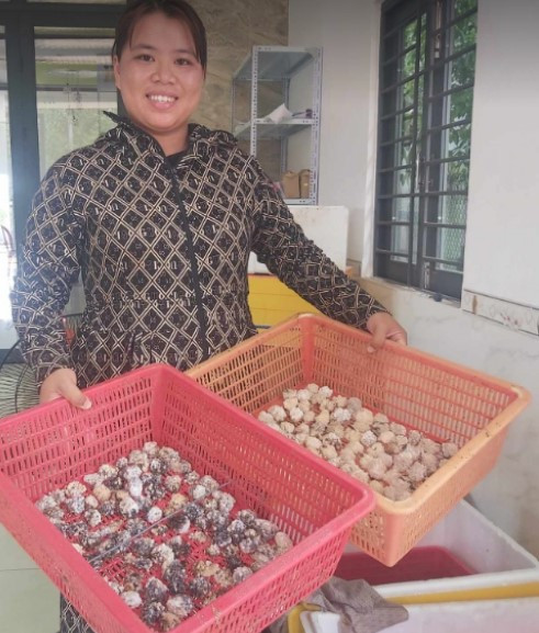 Nuôi ốc bươu đen, chị nông dân thu 100 triệu mỗi tháng - Hình 2 Nuoi oc buou den, chi nong dan thu 100 trieu moi thang-Hinh-2