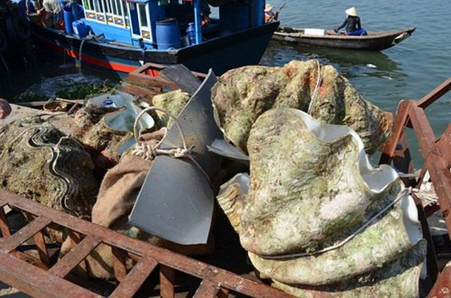 Cận cảnh loài sò khổng lồ nặng 3 tạ, giá đắt đỏ của Việt Nam - Hình 6 Can canh loai so khong lo nang 3 ta, gia dat do cua Viet Nam-Hinh-6