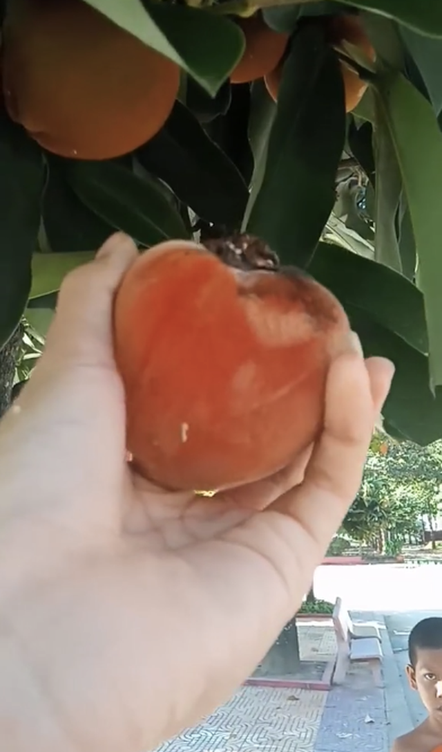 Việt Nam có loại quả lạ như kết hợp giữa đào, hồng và vú sữa - Hình 2 Viet Nam co loai qua la nhu ket hop giua dao, hong va vu sua-Hinh-2