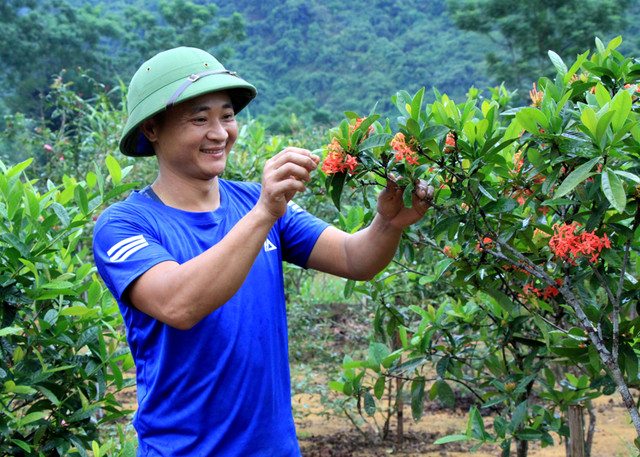 Trồng hoa hồng cổ, hoa mẫu dơn đang hot, 8X Hà Giang kiếm bộn tiền Trong hoa hong co, hoa mau don dang hot, 8X Ha Giang kiem bon tien