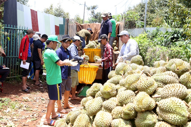 “Cò” đất chuyển hướng sang môi giới sầu riêng ở Tây Nguyên - Hình 2 “Co” dat chuyen huong sang moi gioi sau rieng o Tay Nguyen-Hinh-2