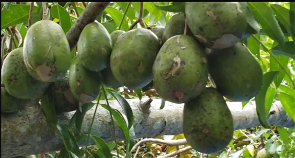 Trồng cóc Thái “đẻ” trái không kịp cản, nông dân đắt hàng Trong coc Thai “de” trai khong kip can, nong dan dat hang