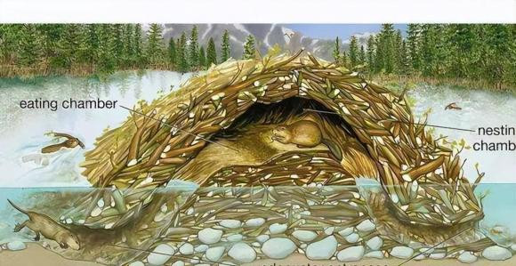 Loài vật 'ngu ngốc' nhất thế giới, IQ thấp đến mức sắp tuyệt chủng - Hình 2 Loai vat 'ngu ngoc' nhat the gioi, IQ thap den muc sap tuyet chung-Hinh-2