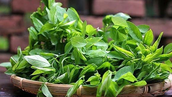 Rau ngót có 'tác dụng phụ' nguy hiểm, không phải cứ thích là ăn - Hình 2 Rau ngot co 'tac dung phu' nguy hiem, khong phai cu thich la an-Hinh-2