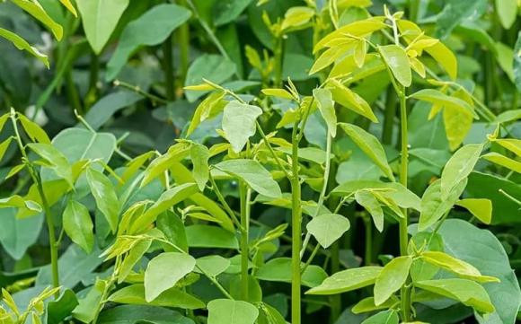 Rau ngót có 'tác dụng phụ' nguy hiểm, không phải cứ thích là ăn Rau ngot co 'tac dung phu' nguy hiem, khong phai cu thich la an