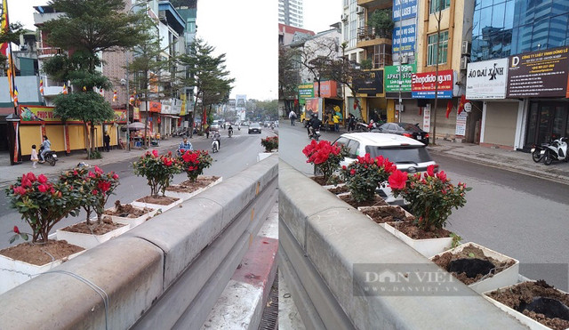 Cảnh báo nạn trộm hoa trang trí công cộng ngày Tết ở Hà Nội Canh bao nan trom hoa trang tri cong cong ngay Tet o Ha Noi