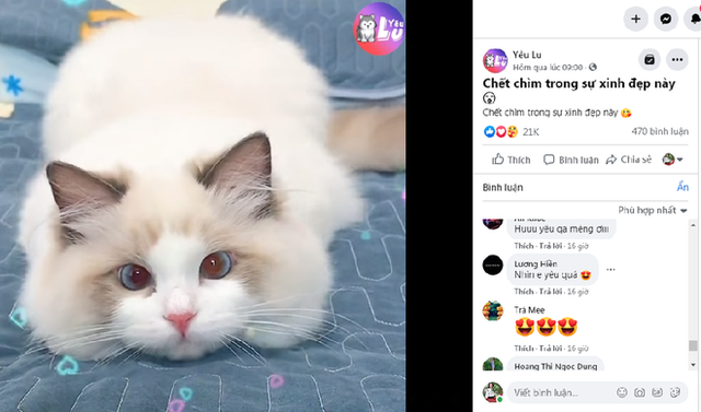Fanpage thú cưng thu hút gần 2,5 triệu like - Hình 2 Fanpage thu cung thu hut gan 2,5 trieu like-Hinh-2