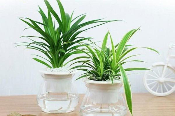 3 vật phong thủy đặt ở phòng khách hút lộc, nhưng không để trong phòng ngủ - Hình 2 3 vat phong thuy dat o phong khach hut loc, nhung khong de trong phong ngu-Hinh-2