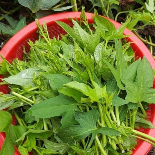 Rau lang- loài rau dân dã tốt như thần dược