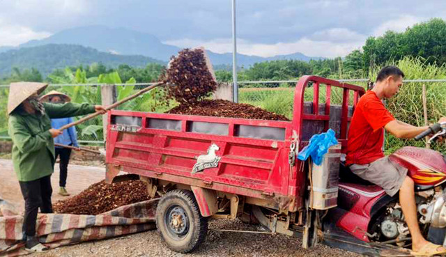 Trồng loại cây ra hoa 2 lần, nông dân kiếm trăm triệu mỗi năm - Hình 5 Trong loai cay ra hoa 2 lan, nong dan kiem tram trieu moi nam-Hinh-5