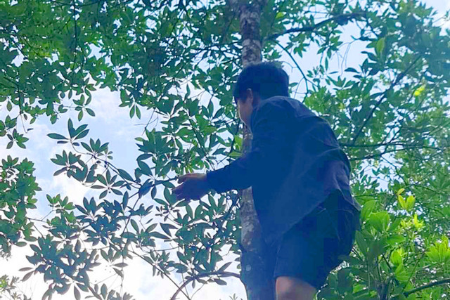 Trồng loại cây ra hoa 2 lần, nông dân kiếm trăm triệu mỗi năm - Hình 2 Trong loai cay ra hoa 2 lan, nong dan kiem tram trieu moi nam-Hinh-2