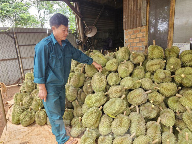 Cơn sốt sầu riêng: Nhiều người lỗ tiền tỷ, nhà cửa bay trong nốt nhạc - Hình 5 Con sot sau rieng: Nhieu nguoi lo tien ty, nha cua bay trong not nhac-Hinh-5