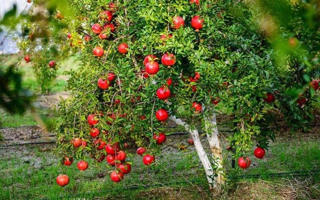 Trong nhà trồng 4 loại cây: Con cháu thành tài, đời đời hưởng phúc Trong nha trong 4 loai cay: Con chau thanh tai, doi doi huong phuc