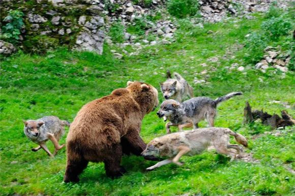 Gấu nâu nặng 150kg có thể chặn được sự tấn công của 9 con sói xám? Gau nau nang 150kg co the chan duoc su tan cong cua 9 con soi xam?