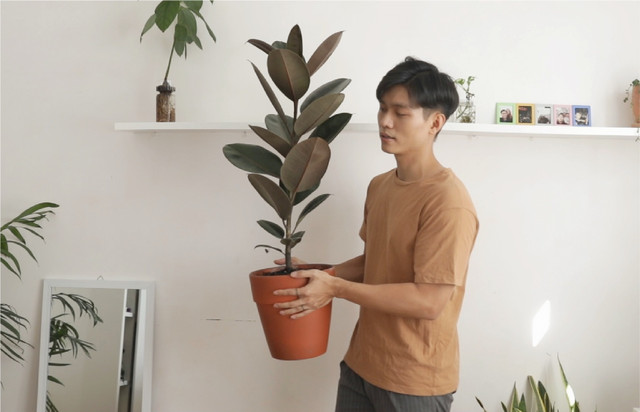 Dọn dẹp và phủ xanh ban công 4 m2 khi giãn cách - Hình 3 Don dep va phu xanh ban cong 4 m2 khi gian cach-Hinh-3