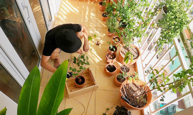 Dọn dẹp và phủ xanh ban công 4 m2 khi giãn cách - Hình 7 Don dep va phu xanh ban cong 4 m2 khi gian cach-Hinh-7