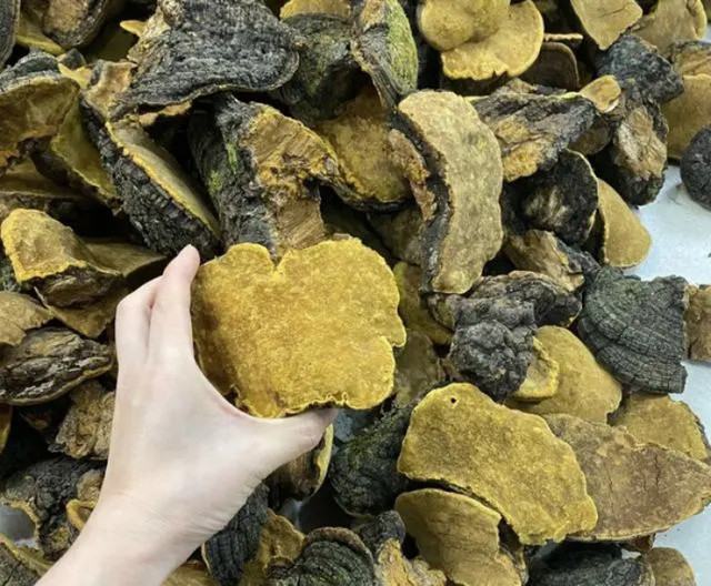 Kho tiên dược trên cây dâu tằm, giá gần 6 triệu/kg vẫn cháy hàng - Hình 3 Kho tien duoc tren cay dau tam, gia gan 6 trieu/kg van chay hang-Hinh-3