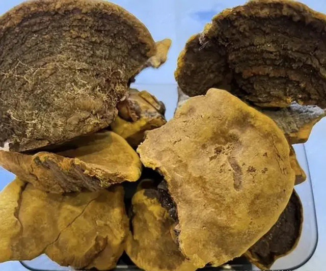 Kho tiên dược trên cây dâu tằm, giá gần 6 triệu/kg vẫn cháy hàng - Hình 2 Kho tien duoc tren cay dau tam, gia gan 6 trieu/kg van chay hang-Hinh-2