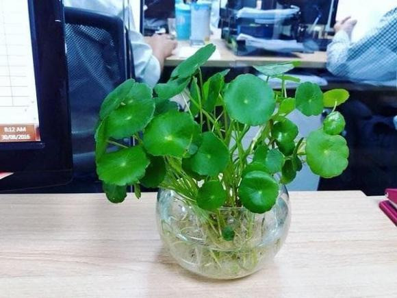 Đầu năm trồng 7 cây này, gia đình cả năm phát tài thịnh vượng Dau nam trong 7 cay nay, gia dinh ca nam phat tai thinh vuong