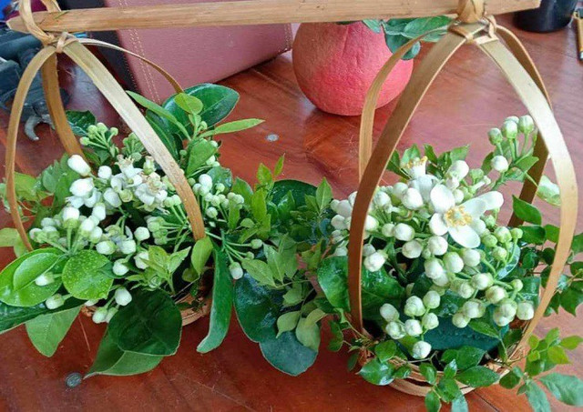 Hoa bưởi được giá, nhiều chủ vườn bỏ túi tiền triệu mỗi ngày - Hình 8 Hoa buoi duoc gia, nhieu chu vuon bo tui tien trieu moi ngay-Hinh-8