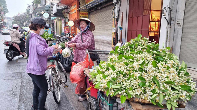 Hoa bưởi được giá, nhiều chủ vườn bỏ túi tiền triệu mỗi ngày - Hình 3 Hoa buoi duoc gia, nhieu chu vuon bo tui tien trieu moi ngay-Hinh-3