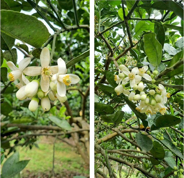 Hoa bưởi được giá, nhiều chủ vườn bỏ túi tiền triệu mỗi ngày - Hình 7 Hoa buoi duoc gia, nhieu chu vuon bo tui tien trieu moi ngay-Hinh-7