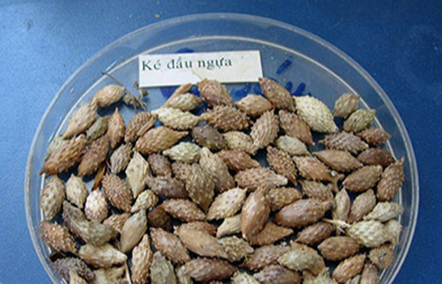 Loại quả dại là thảo mộc quý không tưởng, giá 1.7 triệu/kg - Hình 4 Loai qua dai la thao moc quy khong tuong, gia 1.7 trieu/kg-Hinh-4