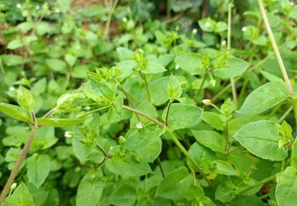 Thấy loại cỏ dại này, nhưng ít người biết giá trị dược liệu của nó Thay loai co dai nay, nhung it nguoi biet gia tri duoc lieu cua no