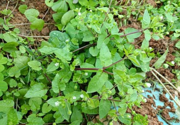 Thấy loại cỏ dại này, nhưng ít người biết giá trị dược liệu của nó - Hình 2 Thay loai co dai nay, nhung it nguoi biet gia tri duoc lieu cua no-Hinh-2