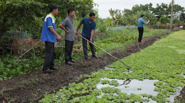 Nuôi ốc bươu đen, ông nông dân Tây Ninh thu 10 triệu đồng/tháng Nuoi oc buou den, ong nong dan Tay Ninh thu 10 trieu dong/thang