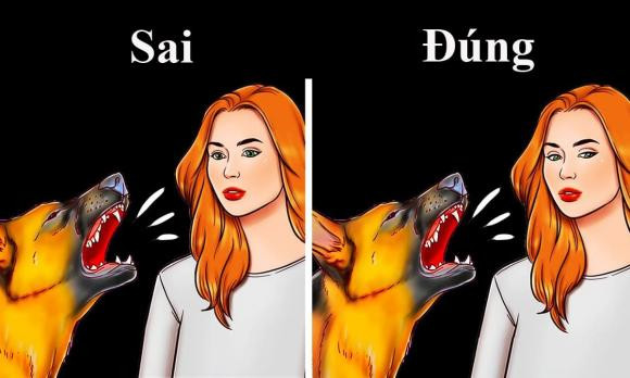 Điều không nên làm nếu gặp một con chó đi lạc, tránh nguy hiểm - Hình 2 Dieu khong nen lam neu gap mot con cho di lac, tranh nguy hiem-Hinh-2