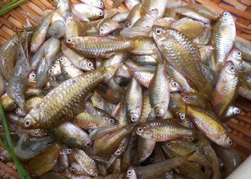 6 loại cá đại bổ được ví như sâm nước, nhất là loại thứ 2 nhiều người không biết 6 loai ca dai bo duoc vi nhu sam nuoc, nhat la loai thu 2 nhieu nguoi khong biet