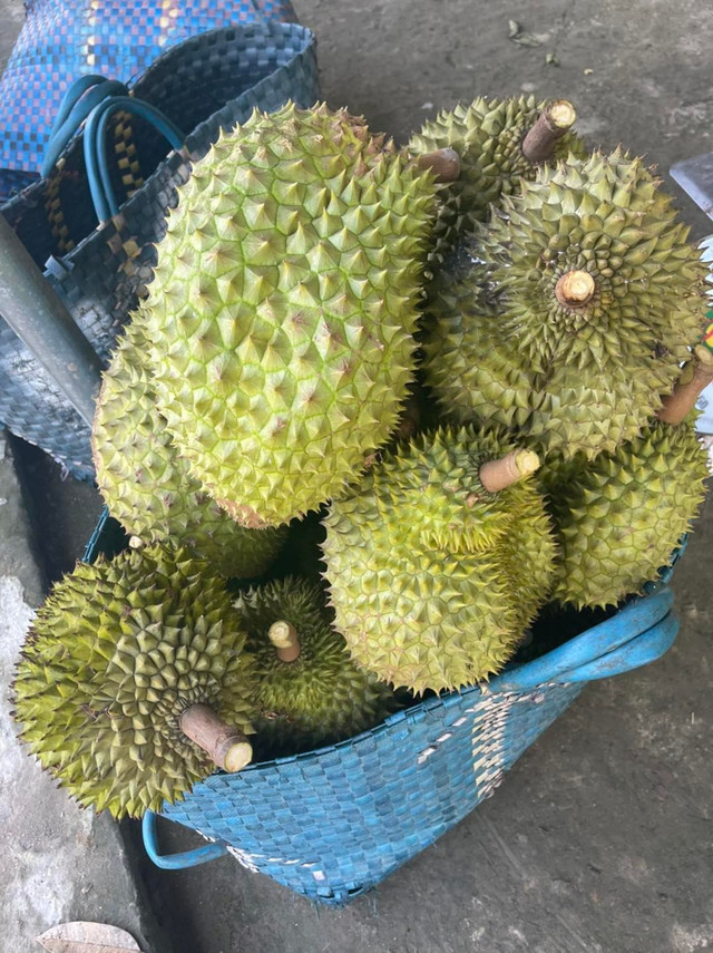 Giá sầu riêng tăng mạnh nhất ở Tiền Giang, đắt gấp ba lần năm trước - Hình 2 Gia sau rieng tang manh nhat o Tien Giang, dat gap ba lan nam truoc-Hinh-2