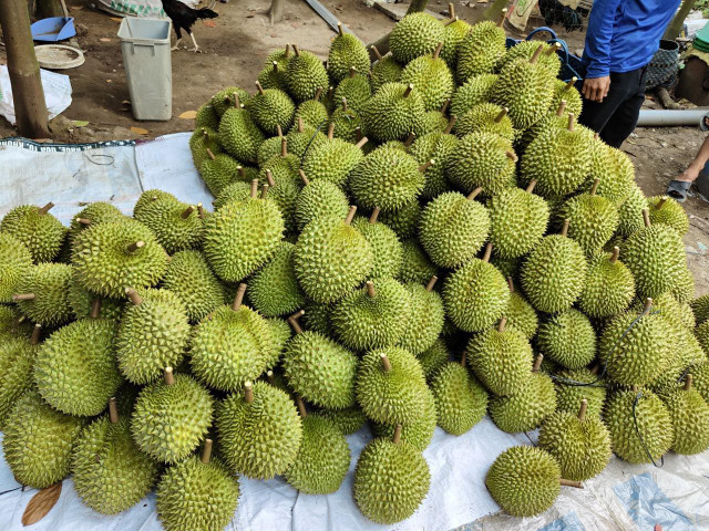 Giá sầu riêng tăng mạnh nhất ở Tiền Giang, đắt gấp ba lần năm trước Gia sau rieng tang manh nhat o Tien Giang, dat gap ba lan nam truoc