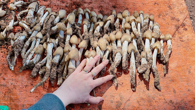 Loại nấm đặc sản mọc từ tổ mối có giá 1,5 triệu đồng/kg - Hình 4 Loai nam dac san moc tu to moi co gia 1,5 trieu dong/kg-Hinh-4