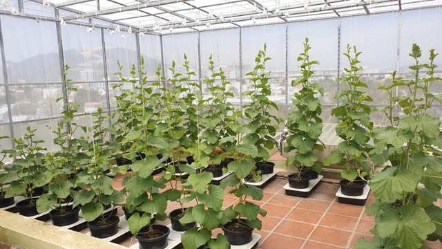 Gia đình trẻ biến sân thượng trống thành "khu vườn trên mây" - Hình 3 Gia dinh tre bien san thuong trong thanh