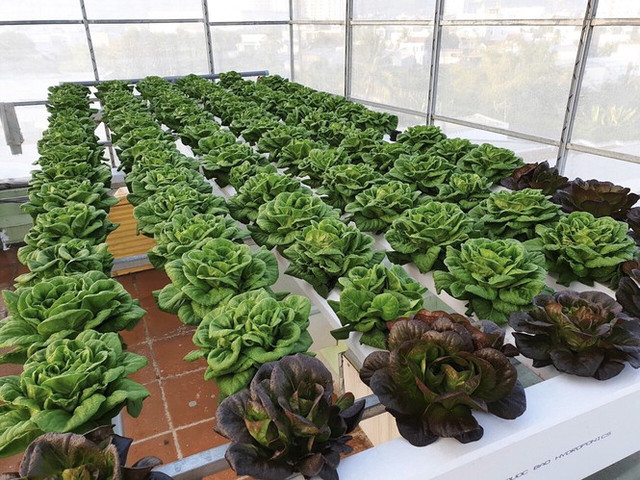 Gia đình trẻ biến sân thượng trống thành "khu vườn trên mây" - Hình 4 Gia dinh tre bien san thuong trong thanh