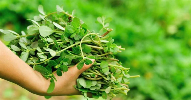 3 loại rau được tôn là “rau trường thọ”, ở Việt Nam mọc đầy mà không biết 3 loai rau duoc ton la “rau truong tho”, o Viet Nam moc day ma khong biet
