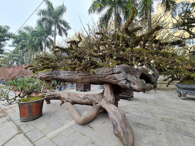 Hoa, cây cảnh Tết: Ngóng cả khách mua lẫn khách thuê - Hình 2 Hoa, cay canh Tet: Ngong ca khach mua lan khach thue-Hinh-2
