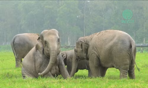 Thích thú xem voi tắm mưa