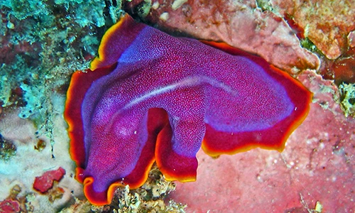 Bắt gặp giun dẹp biển màu tím cực đẹp